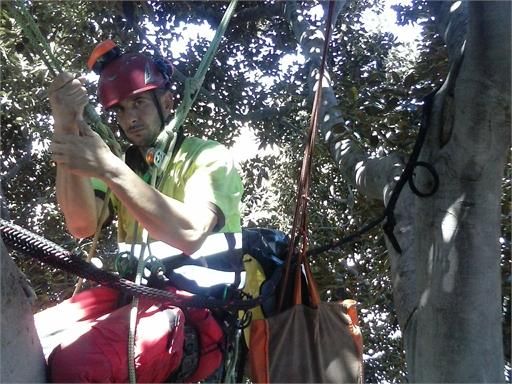 Medio Ambiente instala en el Ficus de Santo Domingo un sistema de unión de ramas para evitar caídas