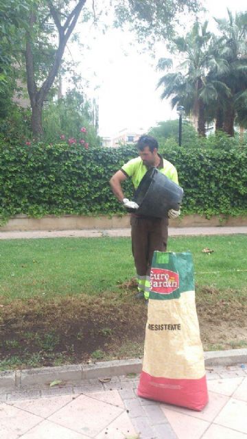 Nuevos árboles en el barrio de Santa María de Gracia