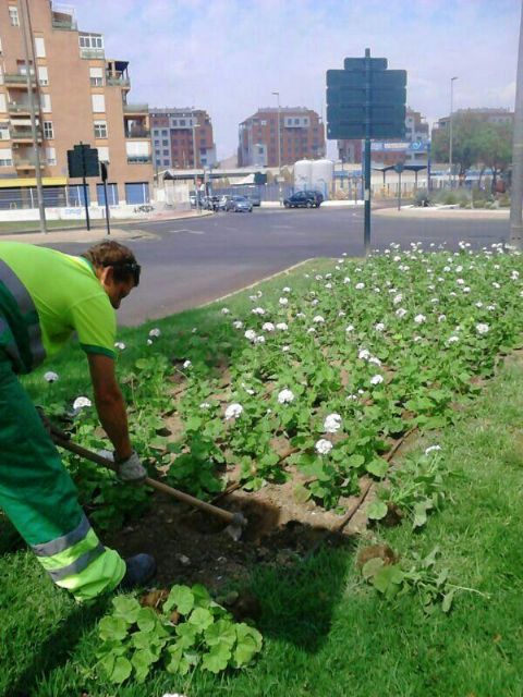 Medio Ambiente realizada hoy la poda y el recorte de árboles en Lobosillo, El Palmar, Monteagudo y Javalí Viejo