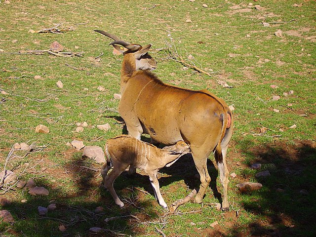 Terra Natura Murcia cede dos elands del Cabo a un zoo de Lugo dentro de un convenio de colaboración