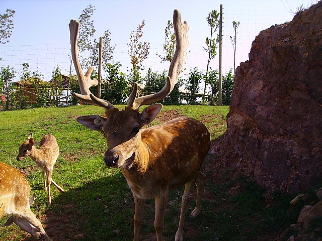 Nuevas crías de gamos y ciervos comienzan a poblar Terra Natura Murcia