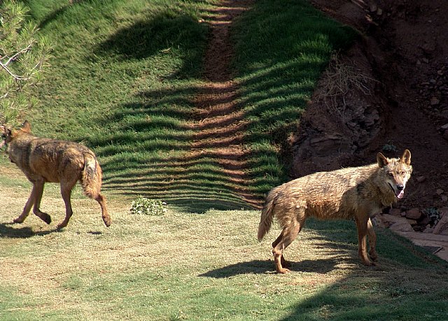 Un lobo de Terra Natura Murcia se recupera de una intervención para tratar su otitis crónica