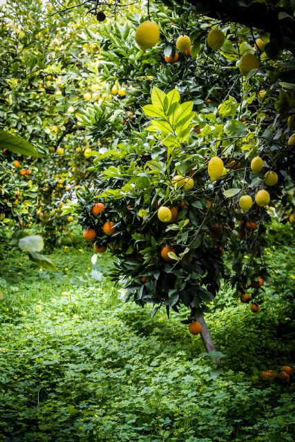 María Manzanera evoca en una exposición fotográfica la huerta que se pierde