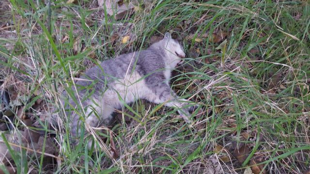 Ahora Murcia denuncia el envenenamiento de animales y pide que ayuntamiento y policía tomen medidas