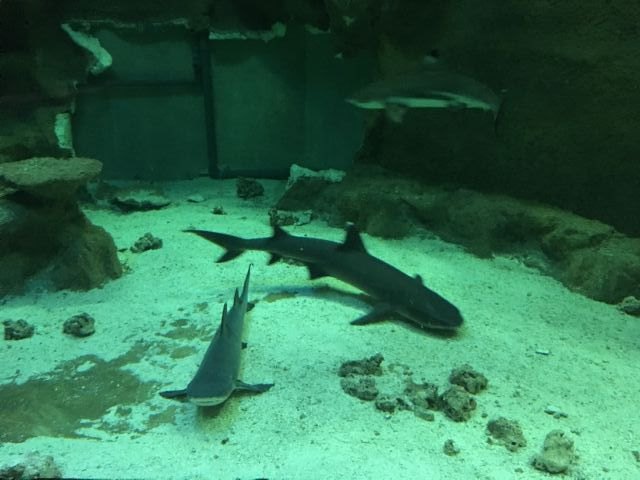 El acuario de la Universidad de Murcia cede un tiburón macho de puntas negras al Oceanogràfic de Valencia para buscarle pareja