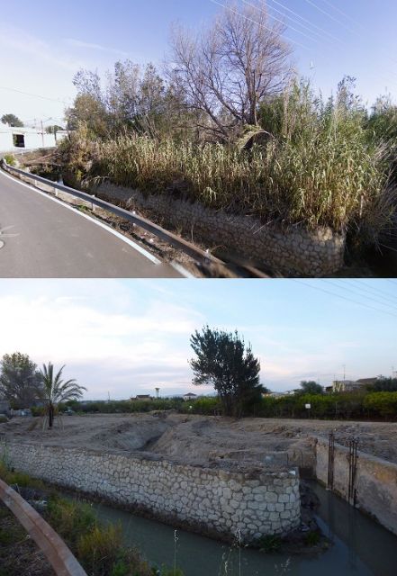 Ahora Murcia denuncia ante la Guardia Civil la tala de olmos protegidos en la acequia mayor alquibla