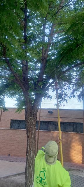 El Ayuntamiento inicia el tratamiento biológico en 2.130 jacarandas y tipuanas del municipio para protegerlas del pulgón