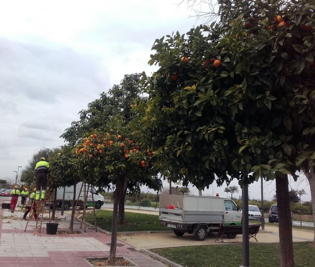 Parques y Jardines retira las naranjas de los 14.000 ejemplares del municipio para garantizar la seguridad de los vecinos