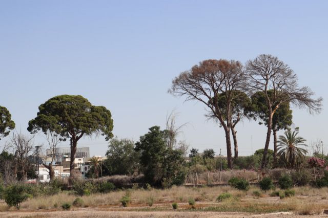 Huermur logra que el ayuntamiento inste el desentubamiento de la acequia de Churra para salvar los pinos centenarios