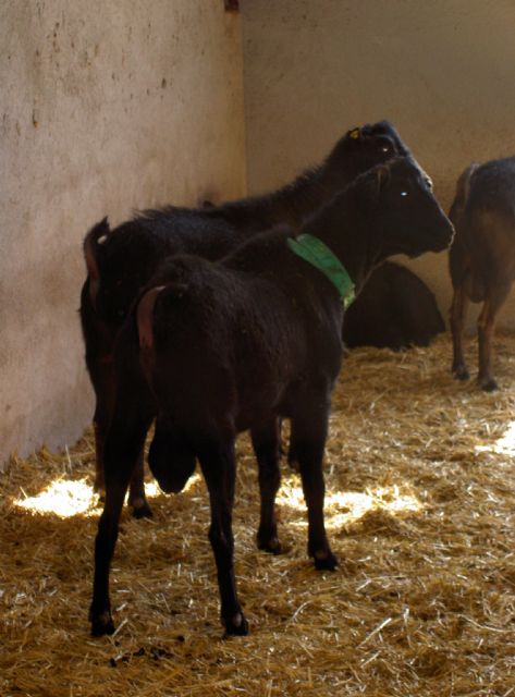 Investigadores de la Universidad de Murcia asesoran al Ministerio de Agricultura, Pesca y Alimentación en el control de enfermedades del sector ganadero