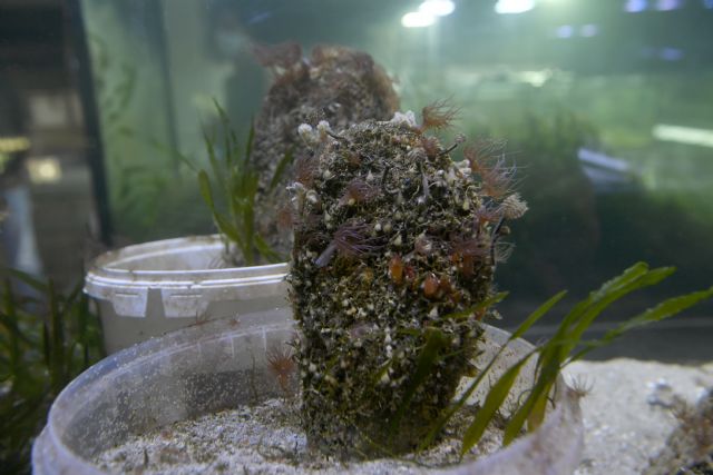 El Acuario de la Universidad de Murcia consigue los primeros avances para la cría en cautividad de la nacra