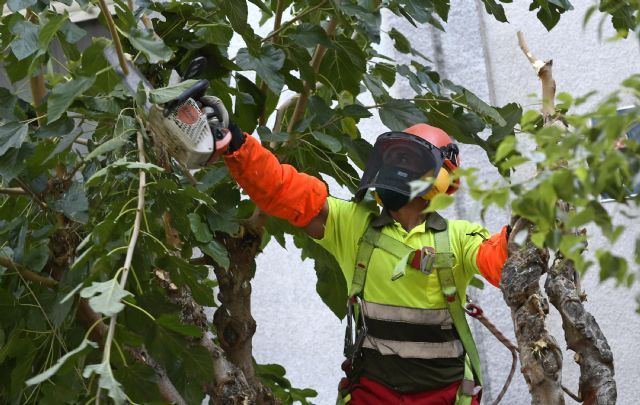 Desarrollo Urbano apuesta por la economía circular aprovechando la poda de más de 20.000 moreras