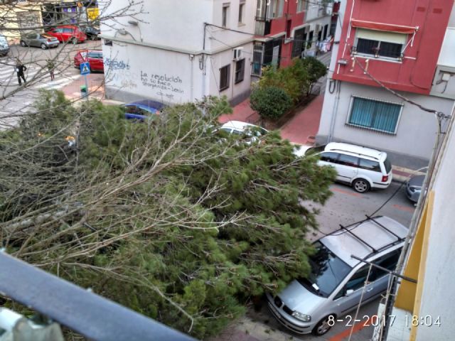 Cs de Santa María de Gracia advierte de que la falta de mantenimiento del arbolado está provocando caídas de ramas en la zona