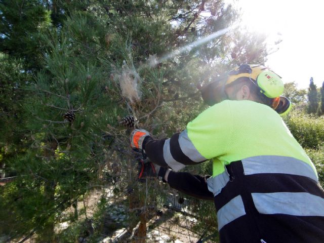 Guerra a la procesionaria en más de 2.500 pinos de Murcia y pedanías