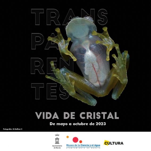 El Museo de la Ciencia y el Agua invita a descubrir los misterios de los animales transparentes