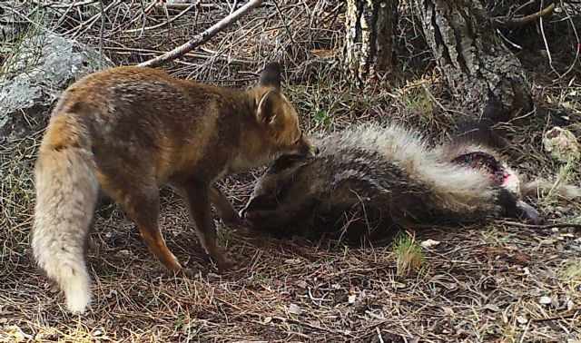 Explican por primera vez por qué los mamíferos carnívoros evitan el consumo de carroñas de otros carnívoros como estrategia frente a la transmisión de patógenos