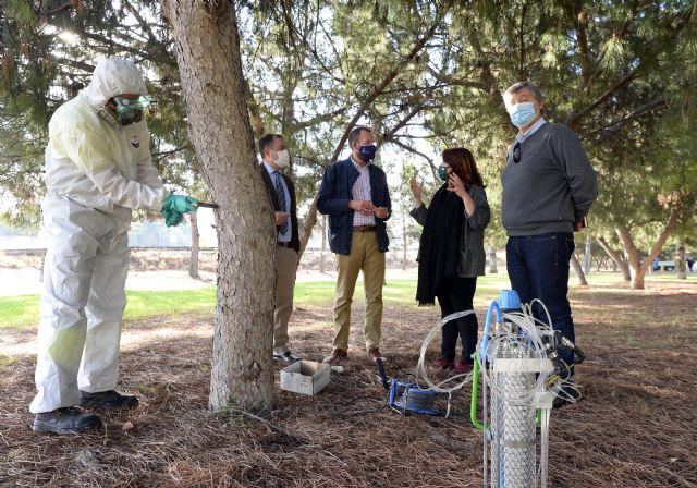 El Ayuntamiento de Murcia trata más de 500 pinos con un innovador método para evitar caídas de ramas y garantizar la seguridad