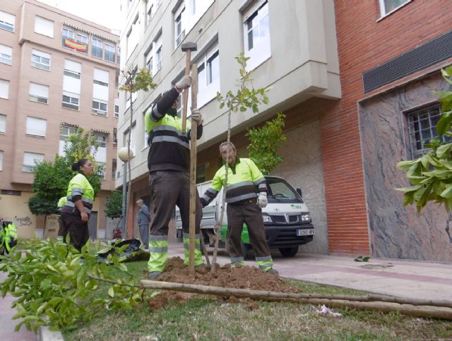 Comienza la campaña de plantación de más de 800 árboles en Murcia y pedanías