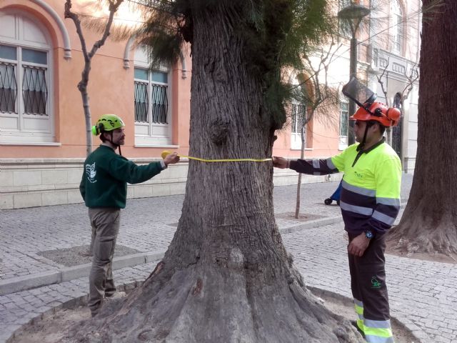 Parques y Jardines revisa los cerca de 700 árboles singulares de Murcia y pedanías