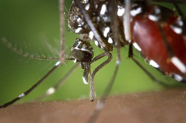 El Ayuntamiento continúa con las actuaciones contra el mosquito tigre