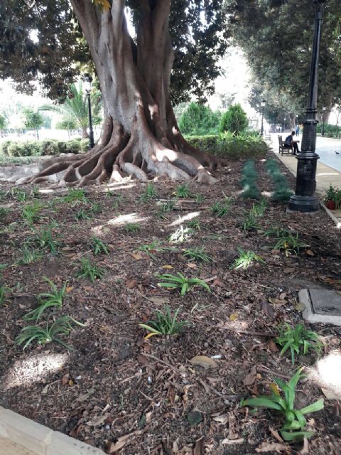 El Ayuntamiento sigue potenciado sus jardines históricos con la plantación de más de 2000 arbustos