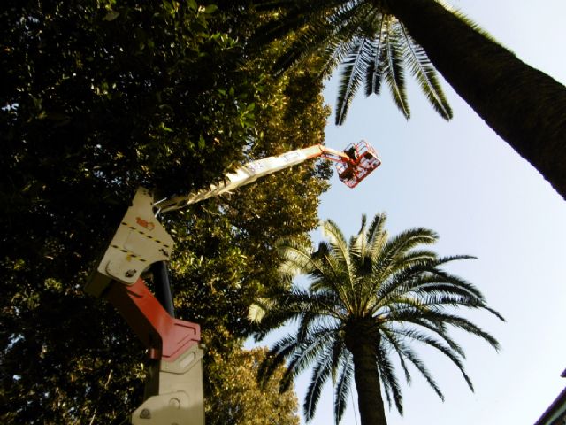 Parques y Jardines revisa, rama a rama, los ficus del Jardín de Floridablanca