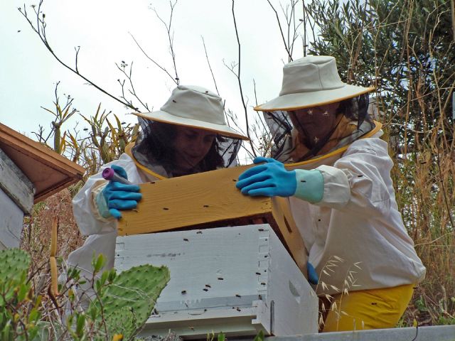 Investigadoras de la UMU ayudan a trazar el origen y evolución del virus que más influye en la desaparición de la abeja de la miel