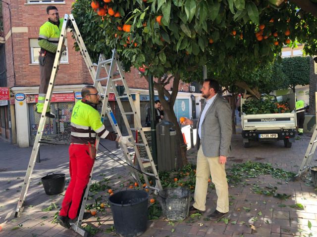 Parques y Jardines poda más de 15.000 ejemplares de naranjos en el municipio