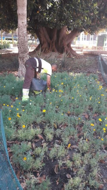 Miles de amapolas Californianas crecerán por primera vez en los jardines de Murcia