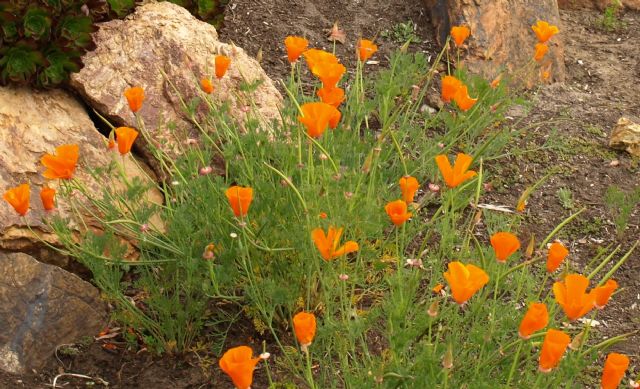 Ahora Murcia alerta de la temeridad del ayuntamiento y del concejal José Guillén por plantar en Murcia amapolas californianas