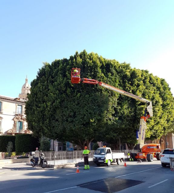 Los ficus de La Glorieta han sido podados para mejorar su estética y garantizar la seguridad de los vecinos