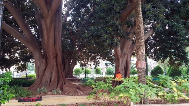 Parques y Jardines instala escalas en los ficus para agilizar sus revisiones de seguridad