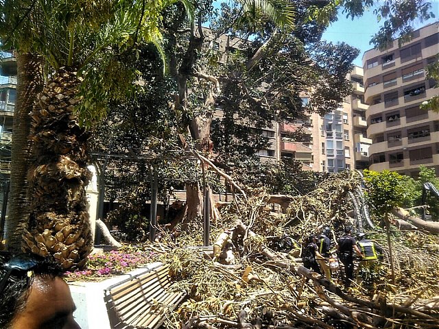 Más de 120 agentes, sanitarios y voluntarios han actuado de manera inmediata ante la caída de la rama del ficus