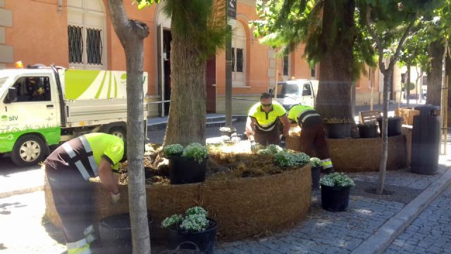 El Ayuntamiento reforma más de una veintena de 'anillos' colocados bajo las casuarinas de la Plaza del Romea