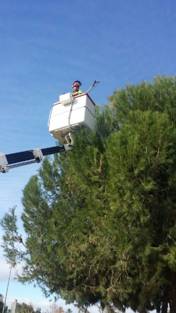 El Servicio de Parques y Jardines planta cara a la procesionaria