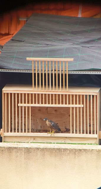 Tres nuevos halcones mantendrán controlada la población de palomas en el casco urbano