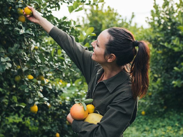 Cristina Navarro recogiendo fruta en la Huerta de Murcia (Enero 2022).