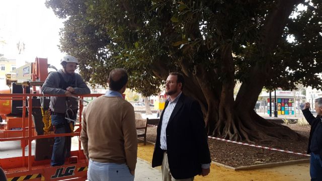 Comienza la instalación de sensores en dos ficus del jardín de Floridablanca