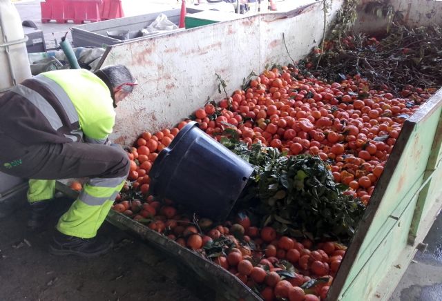 Parques y Jardines retira más de 640.000 kilos de naranjas de los árboles de Murcia y pedanías