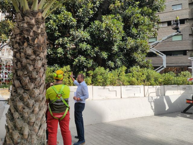 El ficus de la Plaza de Santo Domingo recibe una revisión integral para garantizar su seguridad