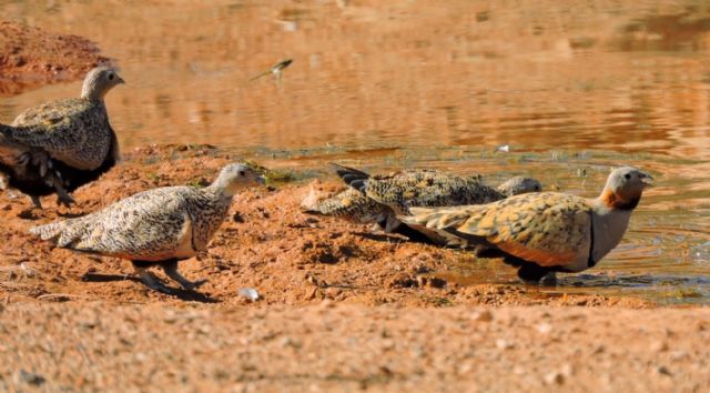 Miembros del grupo de Zoología Básica y Aplicada a la Gestión y a la Conservación de la UMU aseveran los múltiples beneficios que ofrecen las charcas y abrevaderos a las aves terrestres