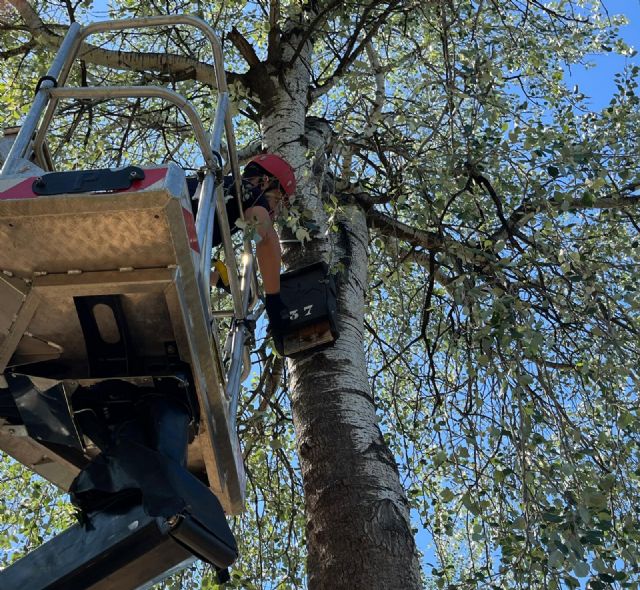 Los murciélagos en Murcia cuentan con más de medio centenar de refugios para luchar contra los mosquitos