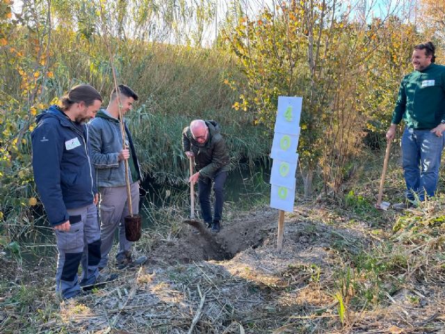 El meandro del río Segura entre El Raal y Beniel recupera el bosque de ribera gracias a la replantación del Ayuntamiento con ANSE