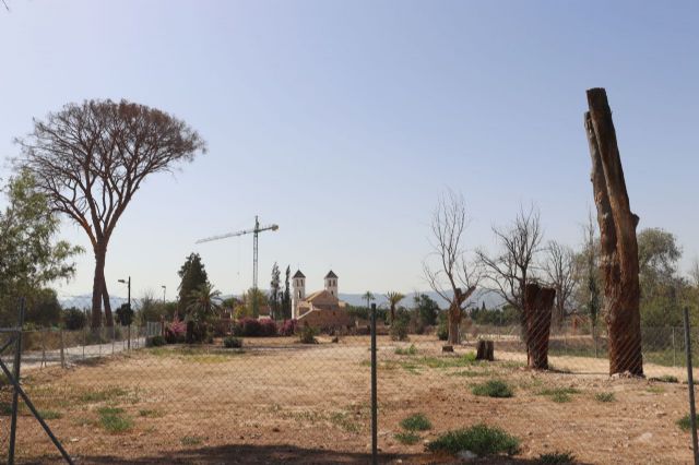 Huermur denuncia el martirio de los pinos centenarios de Churra en la huerta de Murcia